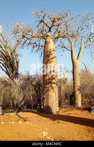 Baobab Bäume, Ifaty stacheligen Wald, Madagaskar Stockfoto