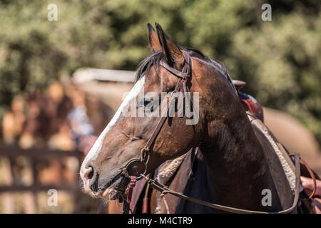 Braun Quarter Horse Nahaufnahme Stockfoto