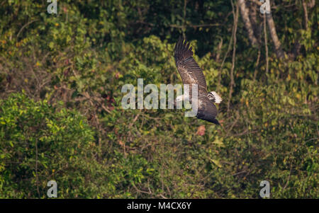 Ein jugendlicher White bellied sea eagle Vogel im Flug auf der Suche nach seiner Beute Stockfoto