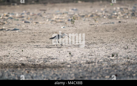 Eine eurasische Curlew Vogel waten und Angeln am Strand Stockfoto