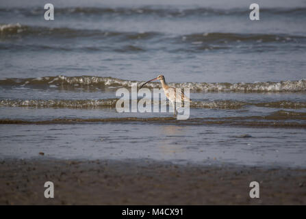 Eine eurasische Curlew Vogel waten und Angeln im Meer Stockfoto