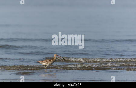 Eine eurasische Curlew Vogel waten und Angeln im Meer Stockfoto