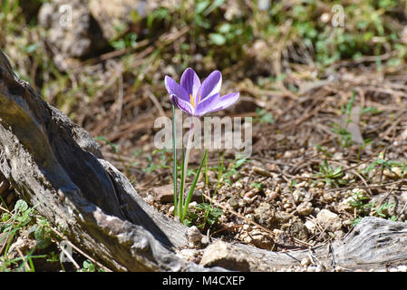 Wilde Blume Crocus ist die Blütezeit in der Nähe der getrockneten Stück der toten Baum. Stockfoto