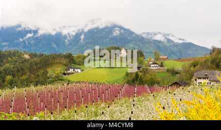 Apple Orchard "Redlove 'Apple im Frühjahr. Ihre Bäume schön tief rosa Blüte produzieren. Unterinn, Südtirol, Italien. Stockfoto