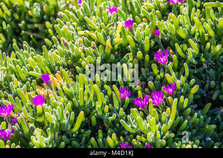 Grüne Eis Pflanzen mit lila Blüten, die in Kalifornien, USA Stockfoto