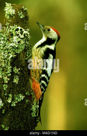 Specht; Mitte Buntspecht, Leiopicus medius; Stockfoto