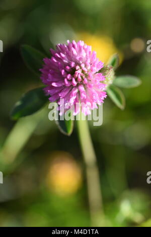 Makrofotografie eines Klee Blüte in der Tschechischen Wiese in Beskiden Berg genommen Stockfoto