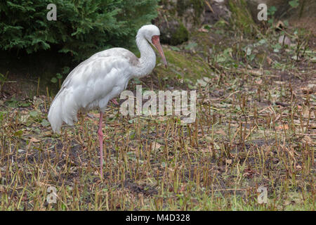 Sibirischen Kranich Stockfoto