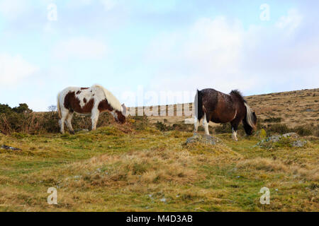 Dartmoor Ponys, die Beweidung von Dartmoor, Devonshire, England Stockfoto