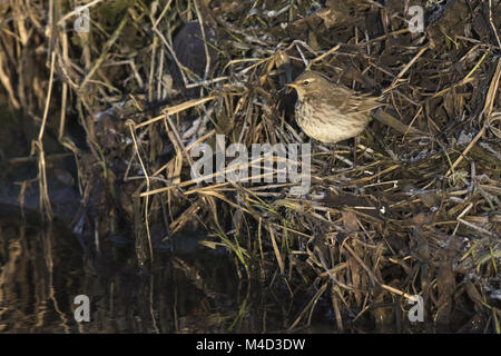 Wasser-Pieper (Anthus Spinoletta) Stockfoto