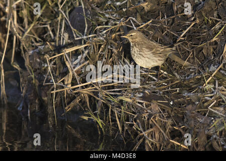 Wasser-Pieper (Anthus Spinoletta) Stockfoto