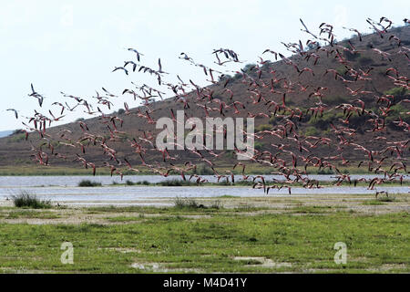 Große Scharen von Flamingos in den Amboseli Nationalpark. Kenia Stockfoto