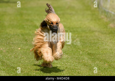 Afghanischer Windhund Stockfoto