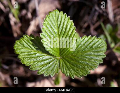 Wilde Erdbeere Blätter im Frühling Stockfoto