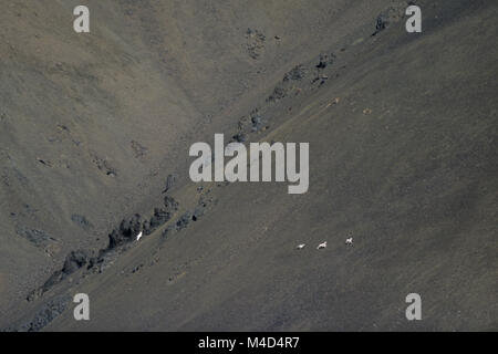 Grauer Wolf jagt Dall Schafe an einem Berghang Stockfoto