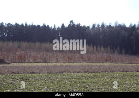 Larix europaea, Lärche, jungen Wald im Winter Stockfoto