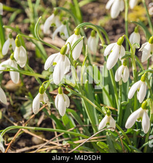 Schneeglöckchen - Frühling kommt Stockfoto
