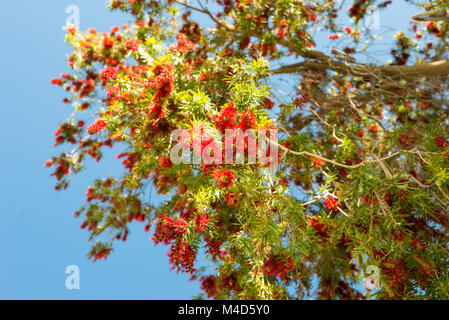 Royal Poinciana Baum auf Kreta Stockfoto