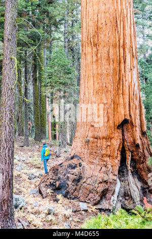 Tourist mit Rucksack wandern im Sequoia Nationalpark Stockfoto