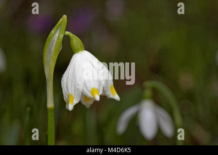 Märzenbecher Stockfoto