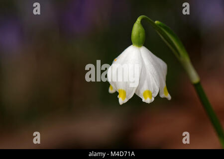 Märzenbecher mit Krokus im Hintergrund Stockfoto