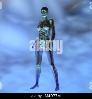 Digitale 3D Rendering der weiblichen Anatomie Stockfoto