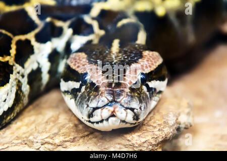 Foto von Python Kopf close up voll ins Gesicht Stockfoto