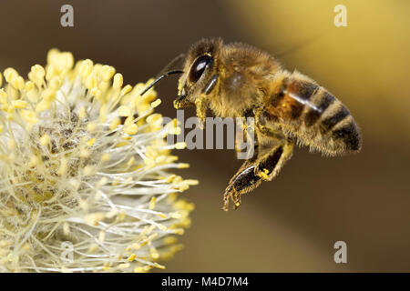 Biene schwebend über ein catkin Stockfoto