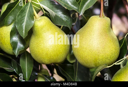 Appetitlich reife Birnen auf einem Ast. Stockfoto