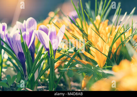 Feder violett weißen und gelben Blumen Krokusse Stockfoto