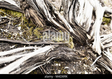 Moos wächst in Salbei Pinsel mit einer Fokussierung Wirkung. Stockfoto