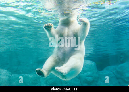 Polar Bear (auch bekannt als Thalarctos Maritimus Stockfoto