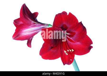 Rote Amaryllis isoliert auf weißem Hintergrund Stockfoto