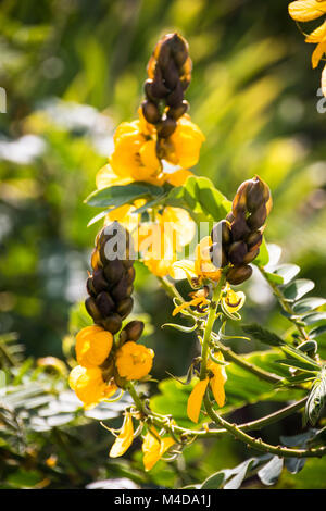 Drei gelbe Blüten der popcorn Bush Stockfoto