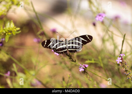 Zebra Heliconius charithonia Longwing Schmetterling, Stockfoto