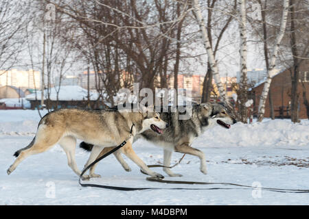 Schönen männlichen und weiblichen der Saarloos wolfhound in Winter Park Stockfoto