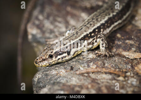 Den oberen Teil des Podarcis muralis Stockfoto