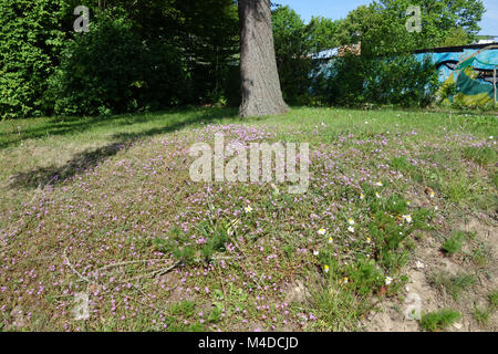 Erodium cicutarium, Redstem Storksbill Stockfoto