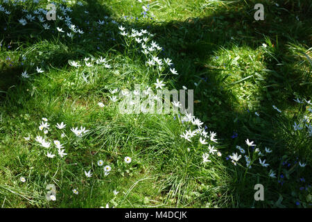 Ornithogalum umbellatum, Garten der Stern von Bethlehem Stockfoto