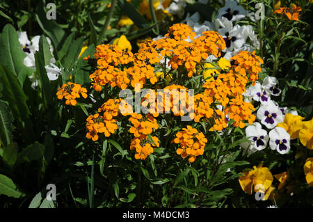 Cheiranthus Cheiri, Wand Blume Stockfoto