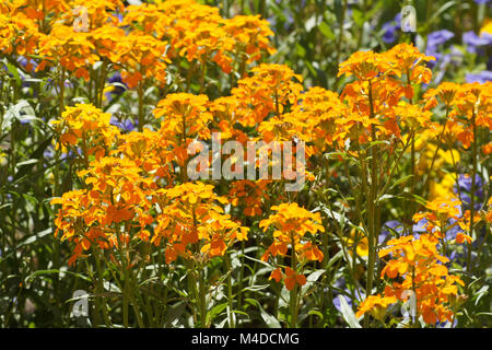 Cheiranthus Cheiri, Wand Blume Stockfoto
