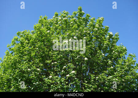 Sorbus Aria, Mehlbeere Stockfoto