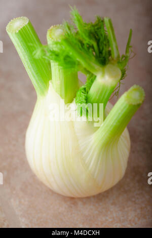 Ein frisches Grün Fenchel auf eine Holzoberfläche Stockfoto