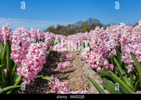 Feld mit rosa Blumen Hyazinthen in Holland Stockfoto