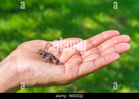 Kleine braune Frosch auf der Hand Stockfoto