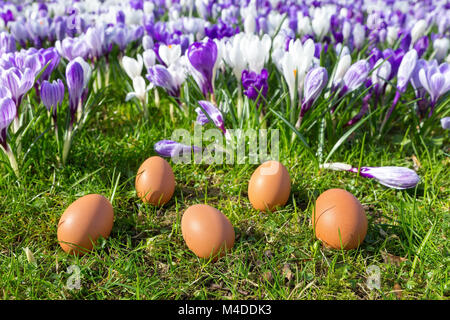 Fünf lose Eier liegen in der Nähe von blühenden Krokussen Stockfoto