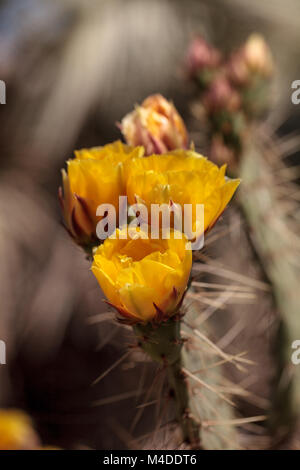 Gelbe Blumen an der Küste barrel Kaktus, Ferocactus viridescens Stockfoto