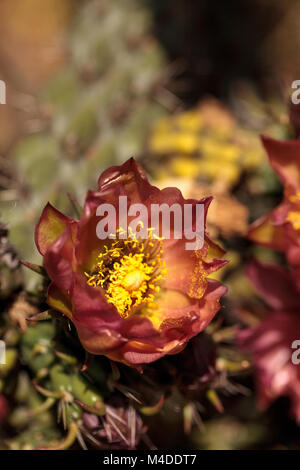 Gelbe Blumen an der Küste barrel Kaktus, Ferocactus viridescens Stockfoto