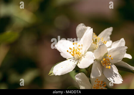 Weiß mock orange Blüte Blumen, Cornus alba 'Sibirica lewisii Stockfoto