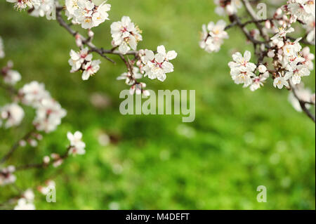 Natürliche Quelle Hintergrund. Spring Blossom Hintergrund - Abstrakt floral Grenze von grünen Blättern und weißen Blüten Stockfoto